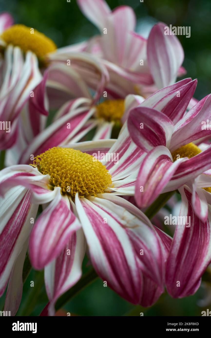 close-up of drying chrysanthemums, macro shot of wilting flowers in the garden, selective focus with blurry background Stock Photo