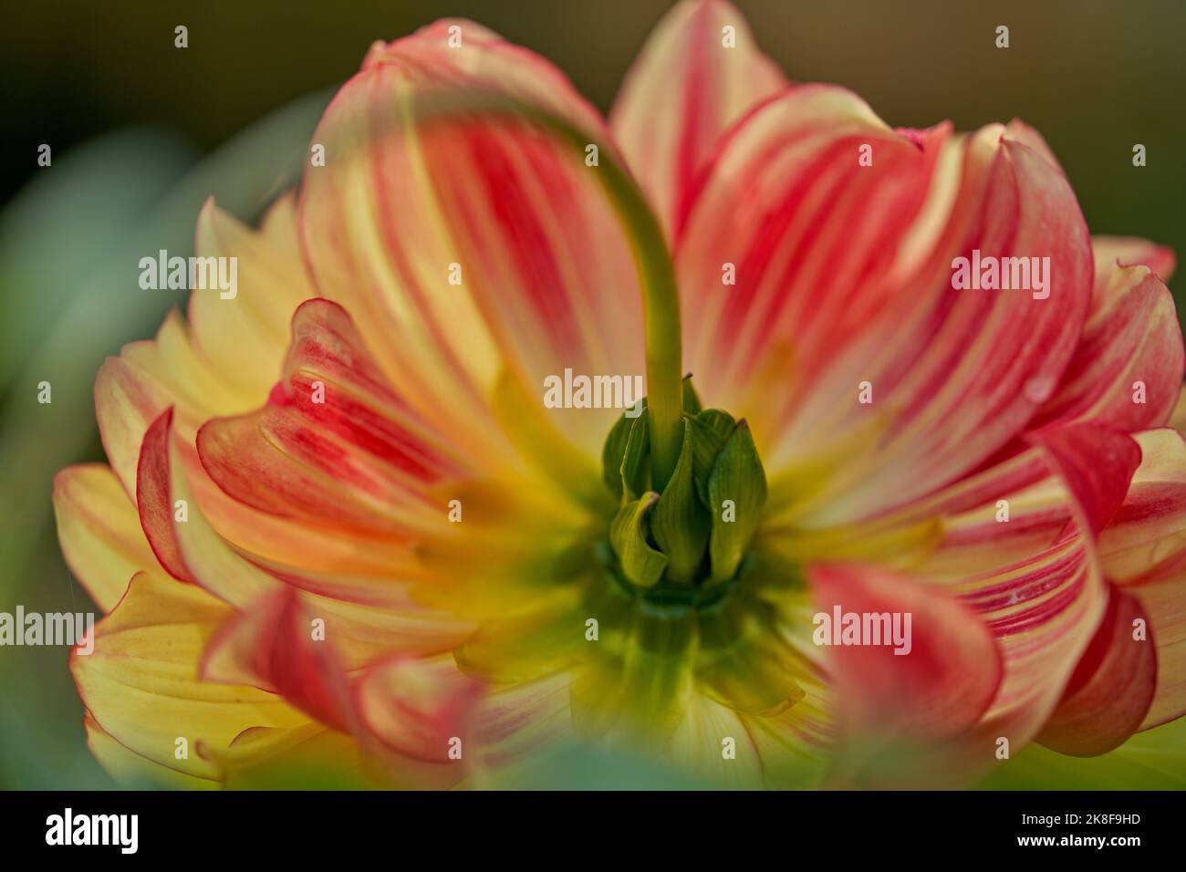 Lush fancy colorful multicolor dahlia flower close up Stock Photo