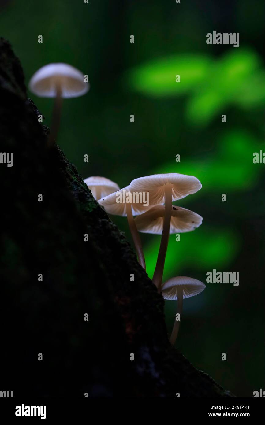 Small mushrooms growing on tree trunk Stock Photo - Alamy