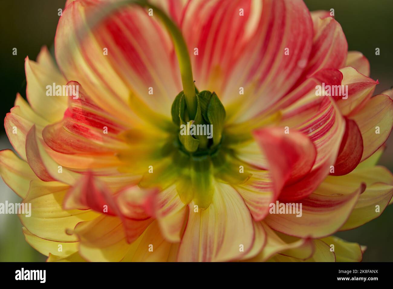 Lush colorful dahlia flower close up Stock Photo