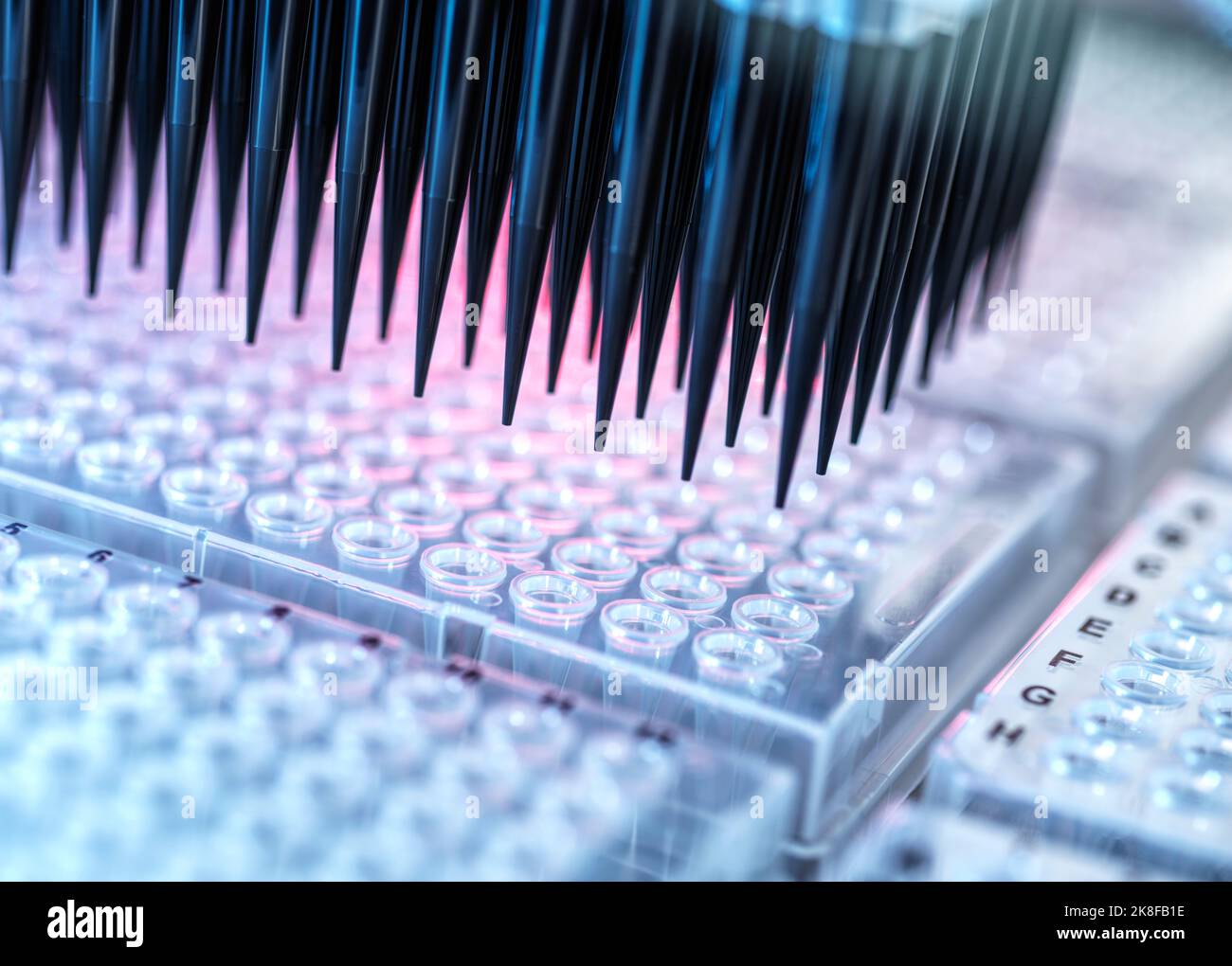 Analysis of samples in microplates by automation robotics Stock Photo