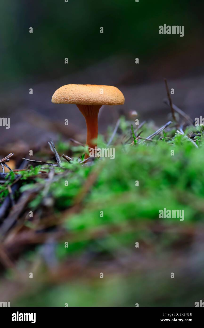 Small mushroom growing on forest floor Stock Photo
