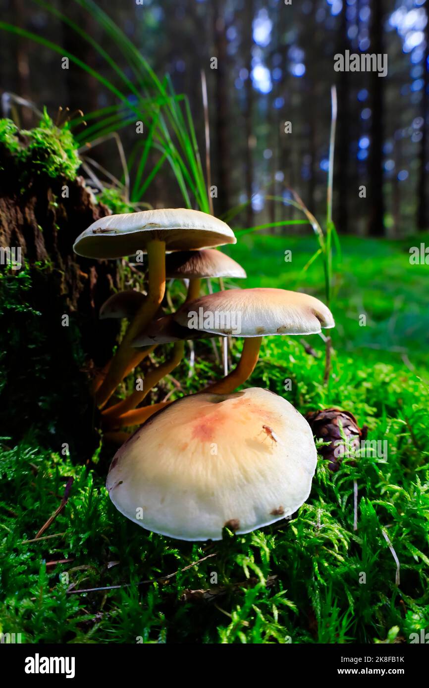 Mushrooms forest floor hires stock photography and images Alamy