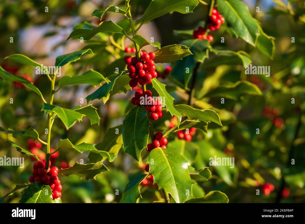 Stechpalme, Ilex mit roten Beeren im Winter Stock Photo - Alamy