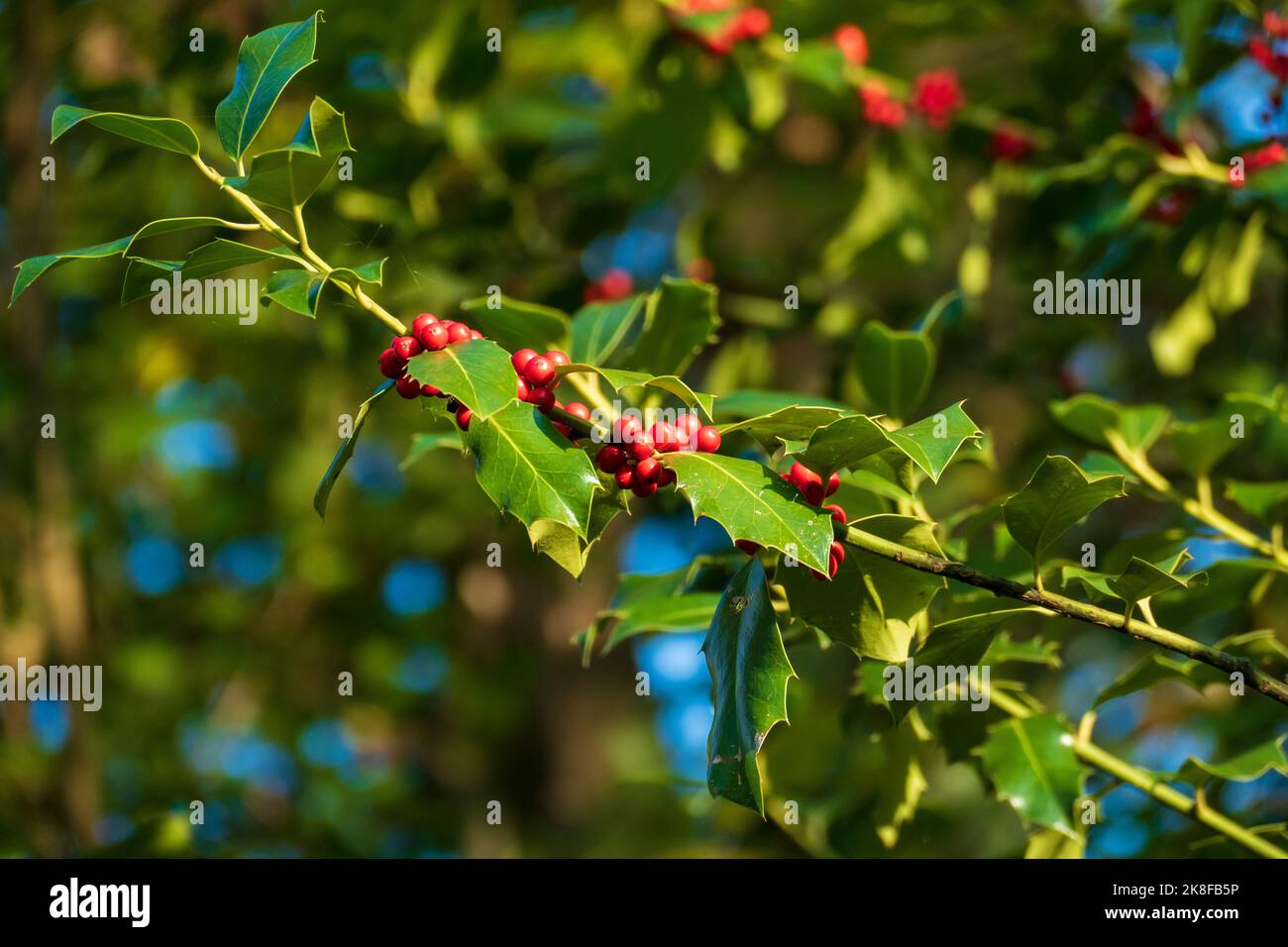 3,30m Ilex-Girlande Mit Stechpalmen-Beeren  Trdekoration / Gelnder   Wasserfest