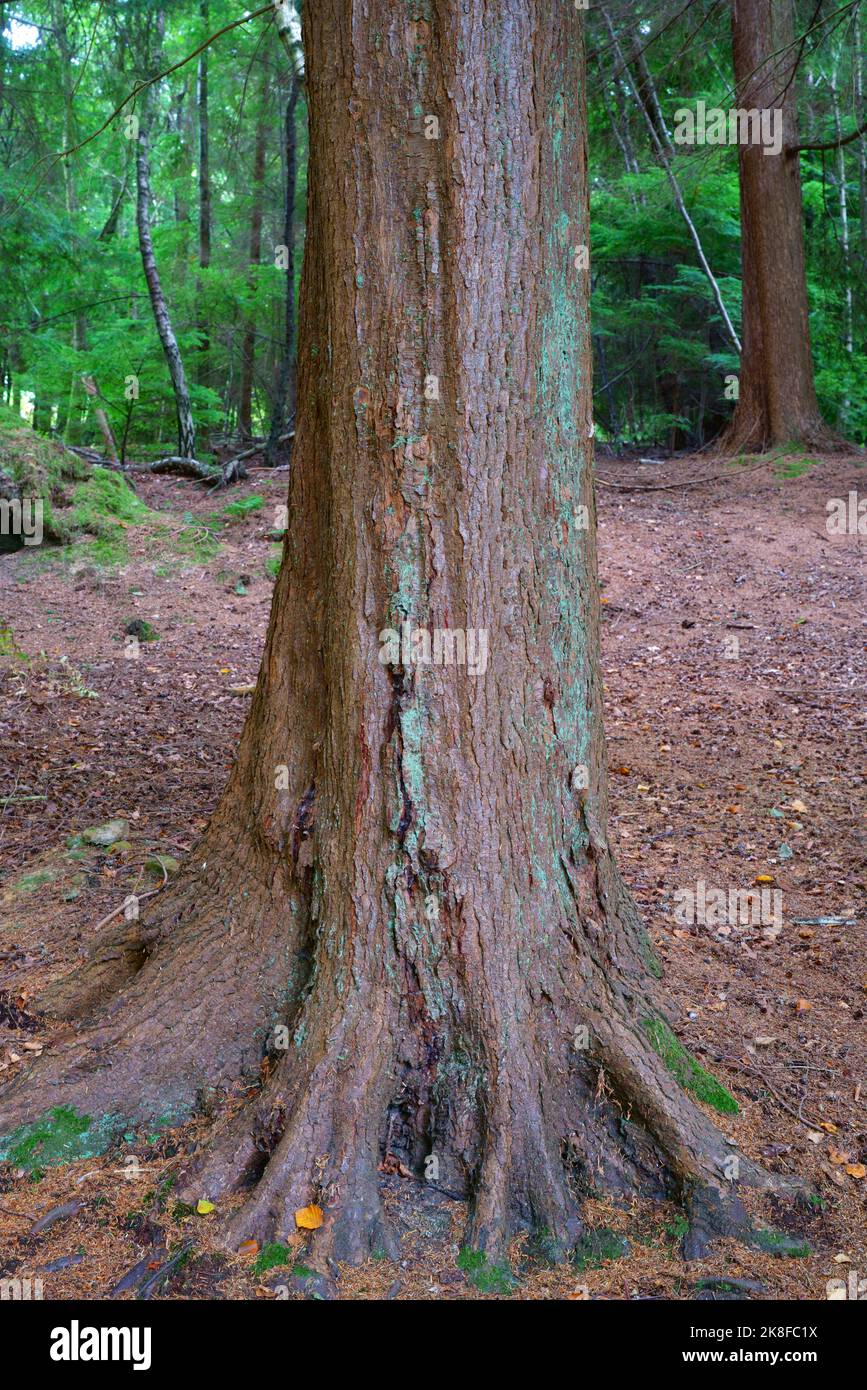 A close up of the trunk of the Western Hemlock tree. Stock Photo