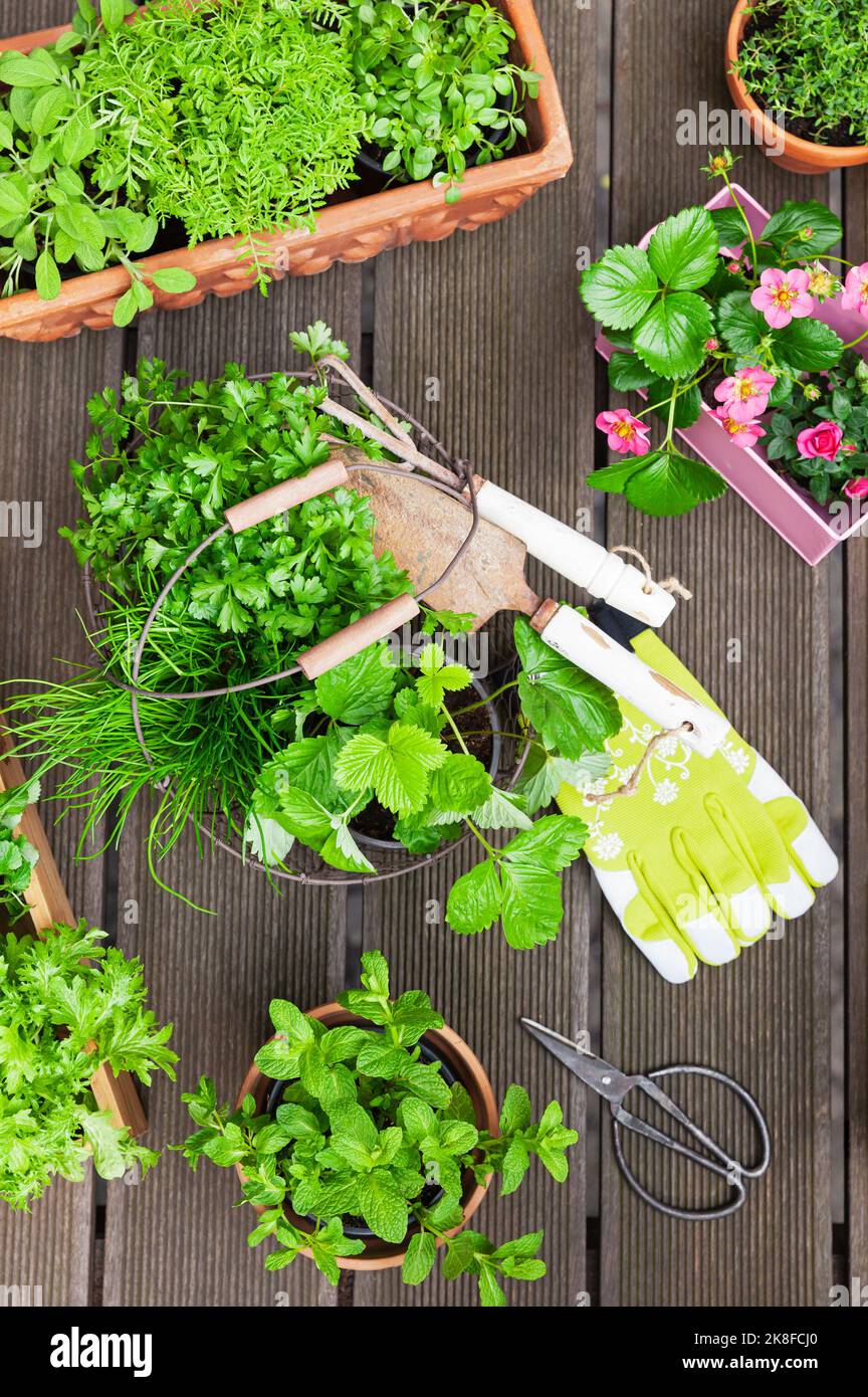 Various summer herbs cultivated in balcony garden Stock Photo