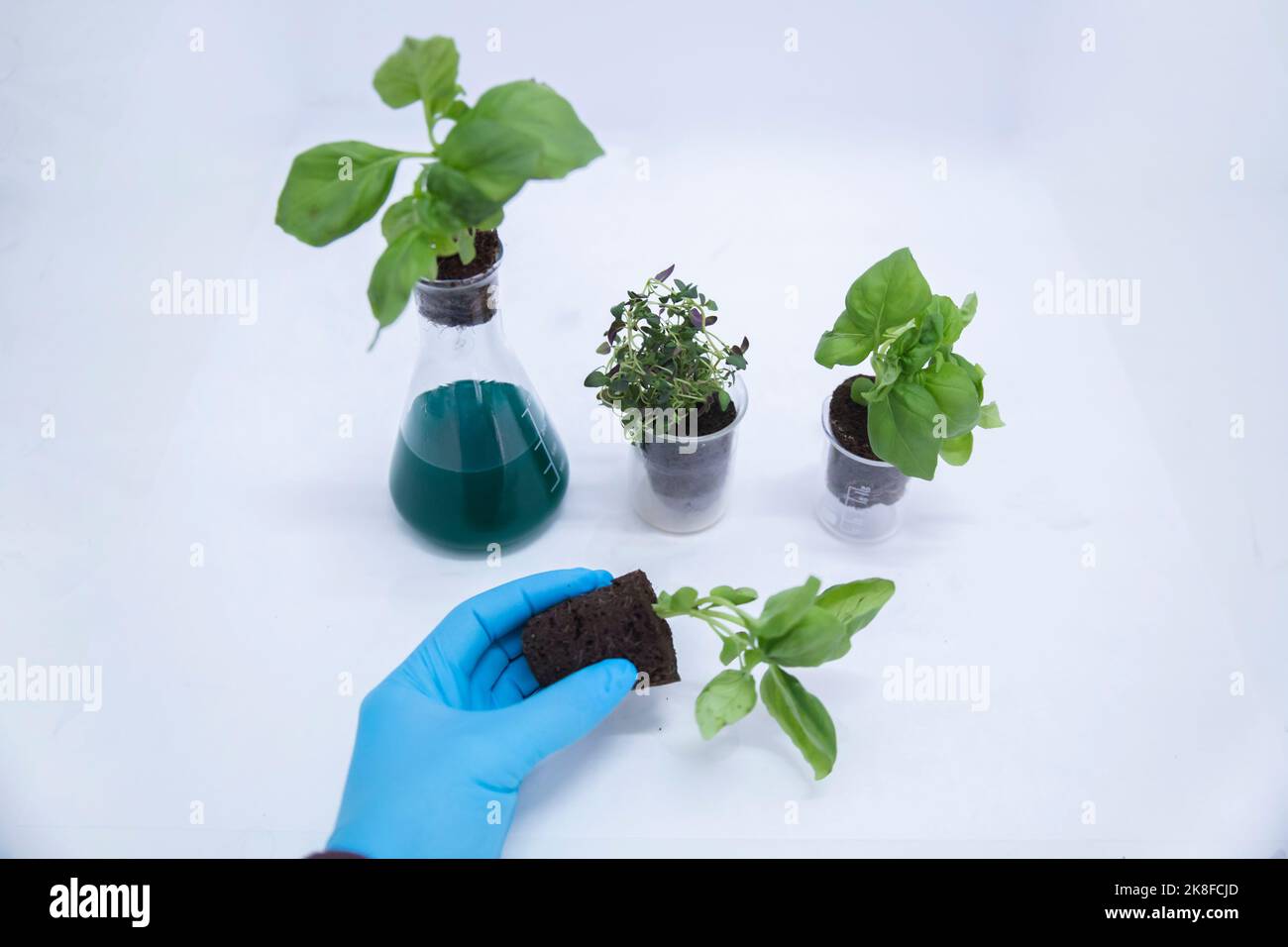 Scientist holding basil plant by beakers and flask on table in ...