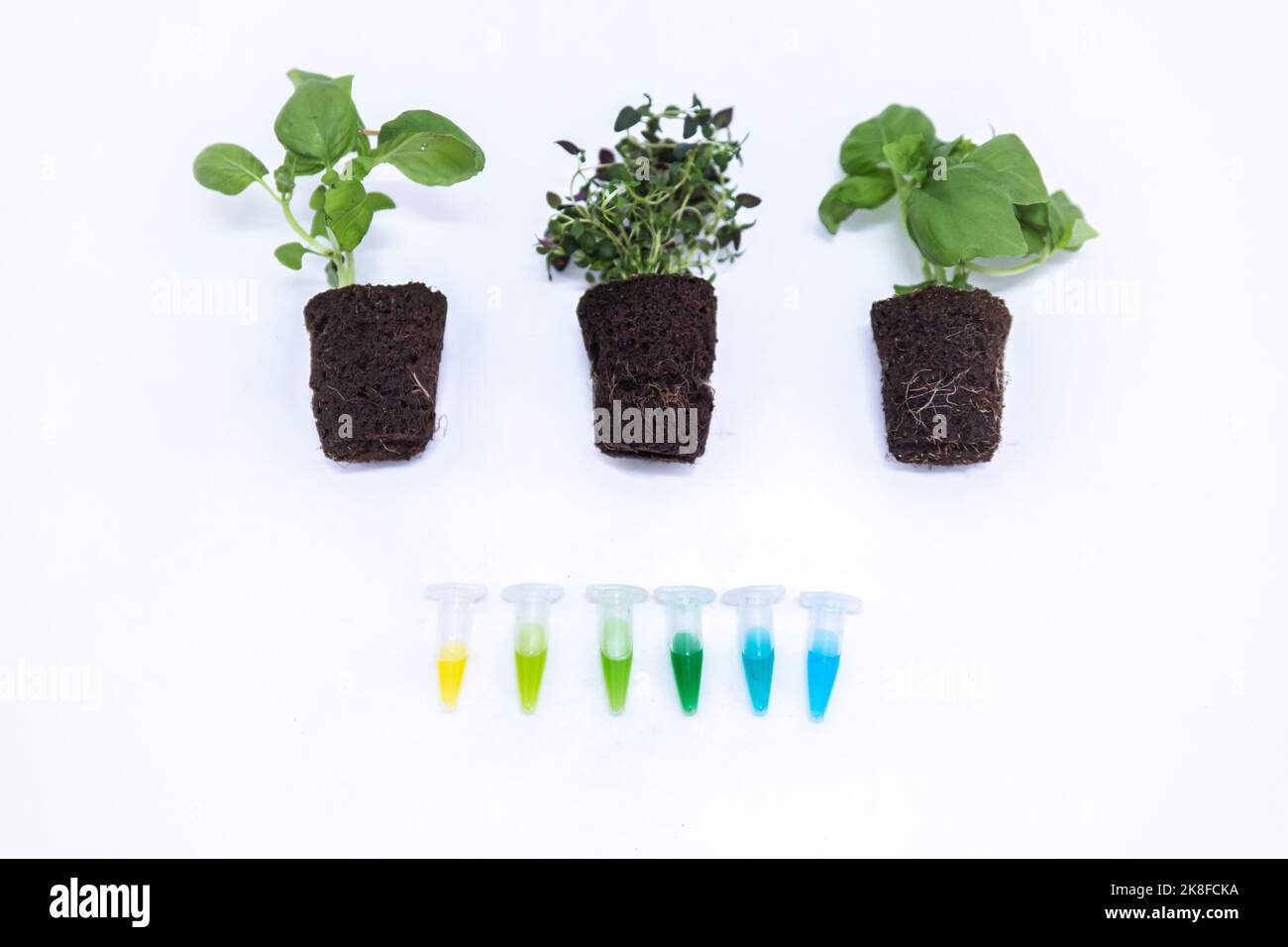 Plants arranged by vials on table at laboratory Stock Photo