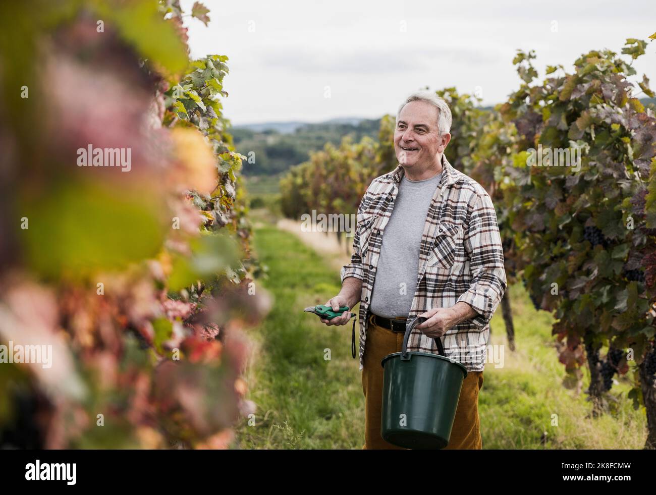 Farmer standing with scissors and bucket in vineyard Stock Photo - Alamy