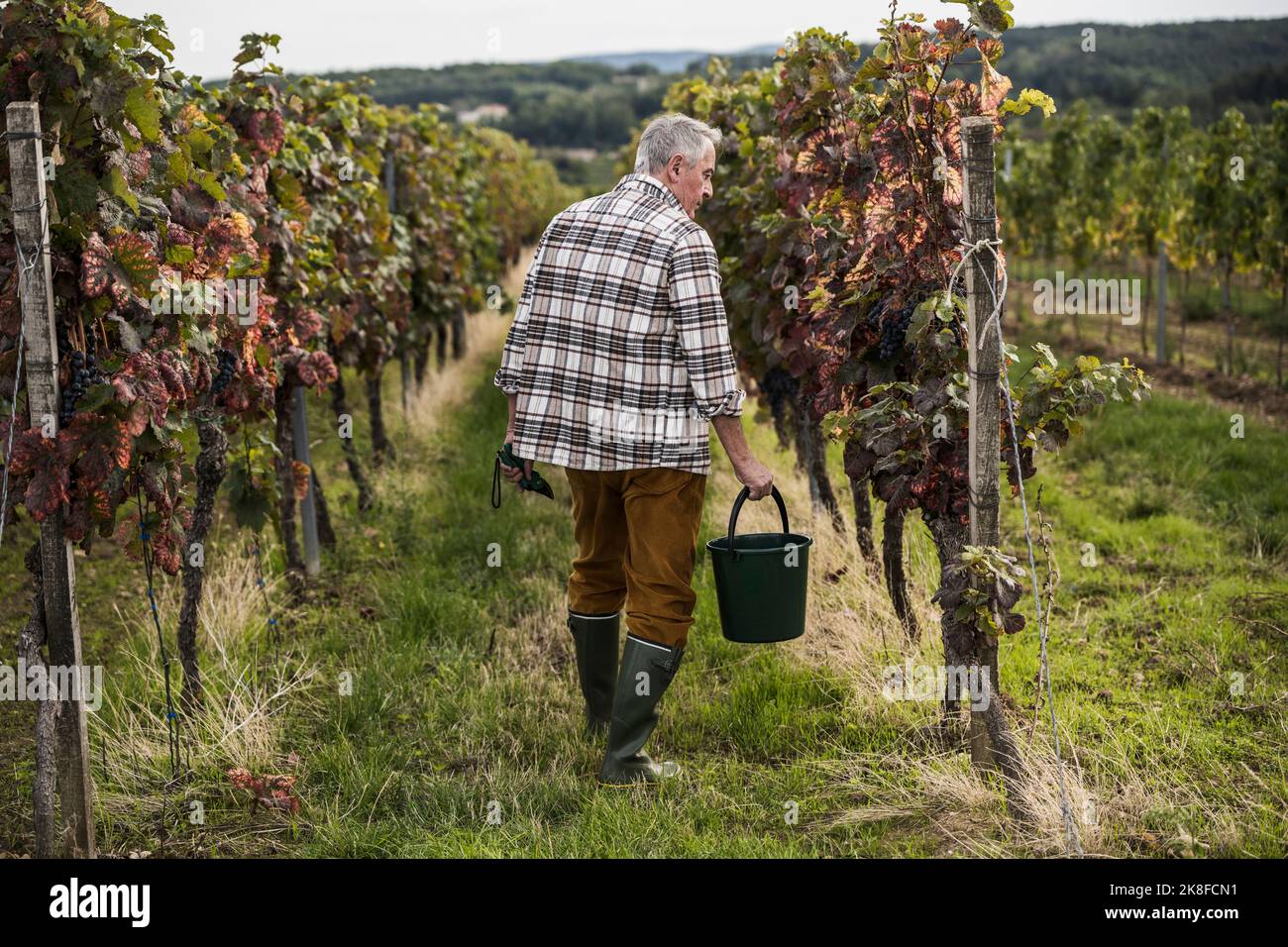 Farm worker walking with bucket amidst vineyard Stock Photo Alamy