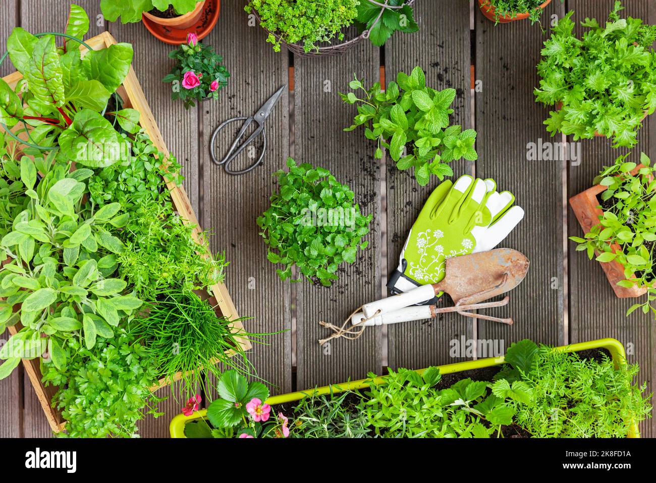 Various summer herbs cultivated in balcony garden Stock Photo