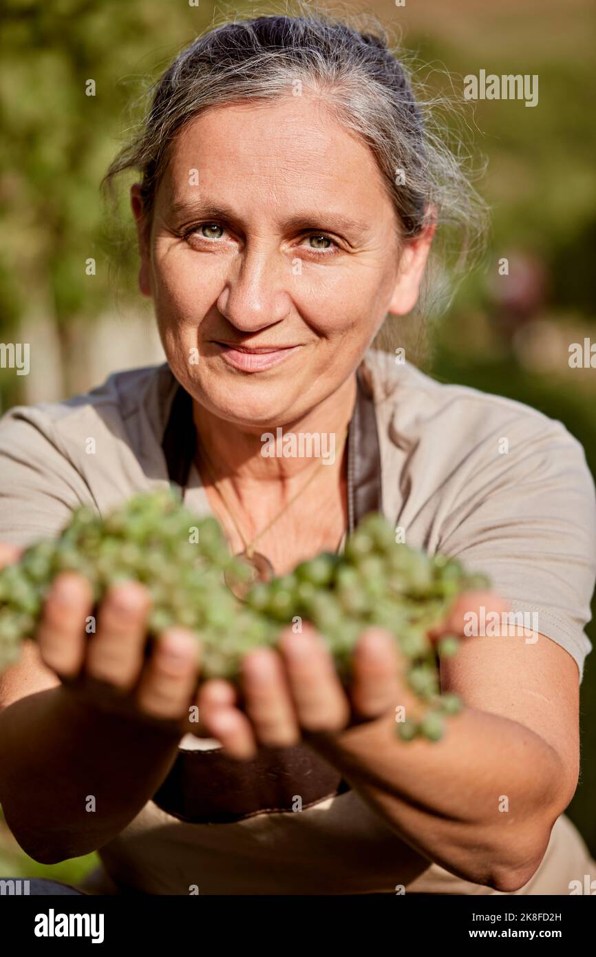 Smiling mature farmer with hands cupped giving grapes on sunny day Stock Photo