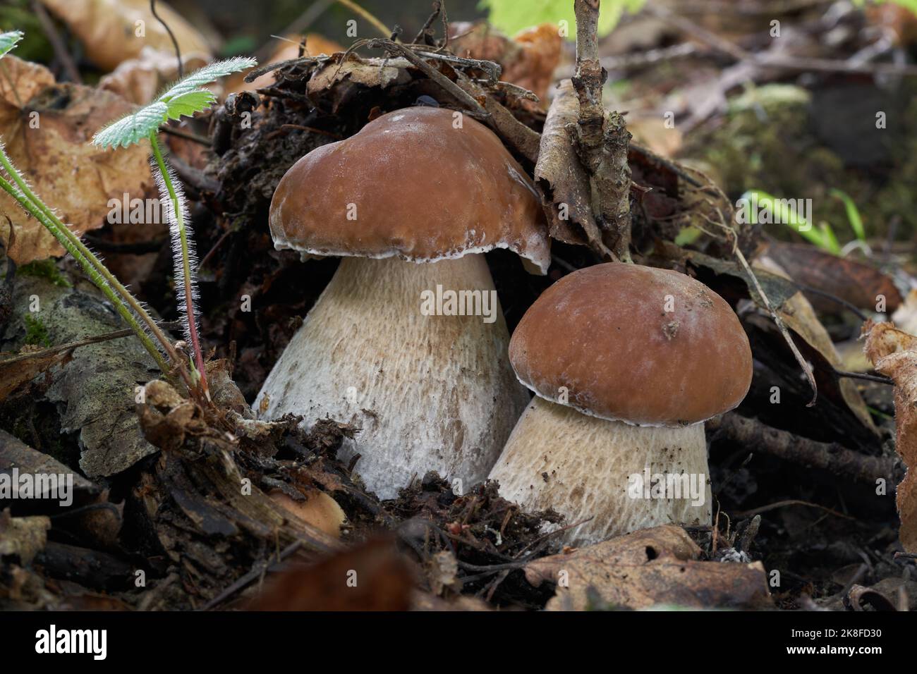 Two edible mushrooms Boletus edulis in the birch-spruce forest. Known as cep, penny bun, porcino or porcini. Wild mushrooms growing on the ground. Stock Photo