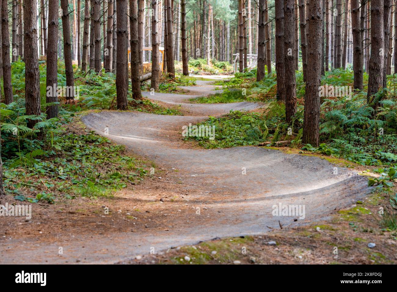 UK, England, Winding forest footpath in Cannock Chase Stock Photo
