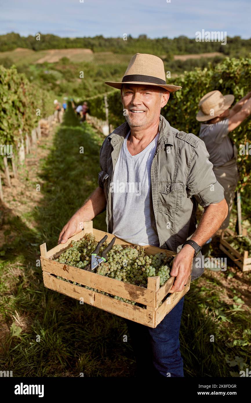 Smiling farmer wearing straw hat holding crate of grapes in vineyard ...