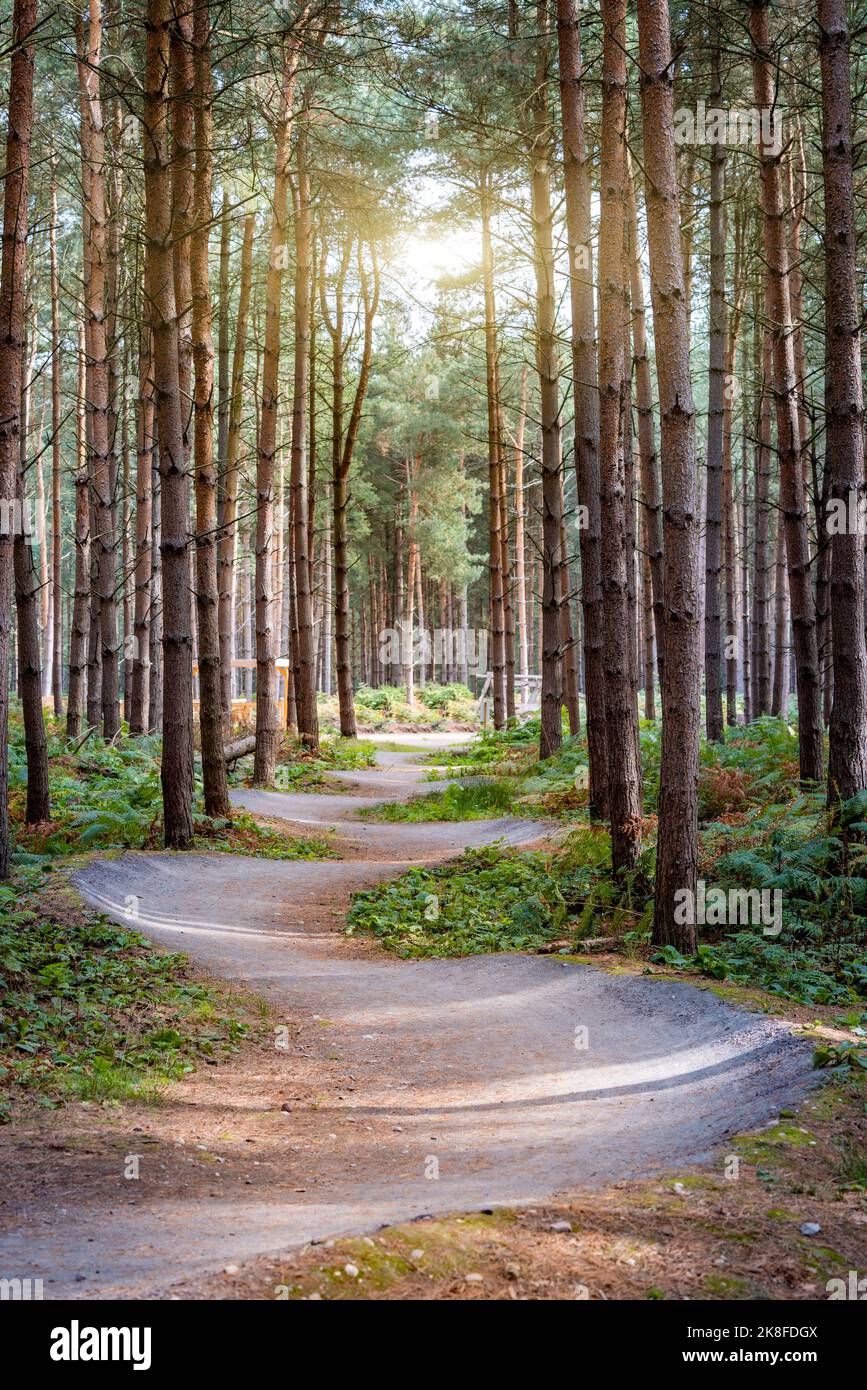 UK, England, Winding forest footpath in Cannock Chase Stock Photo