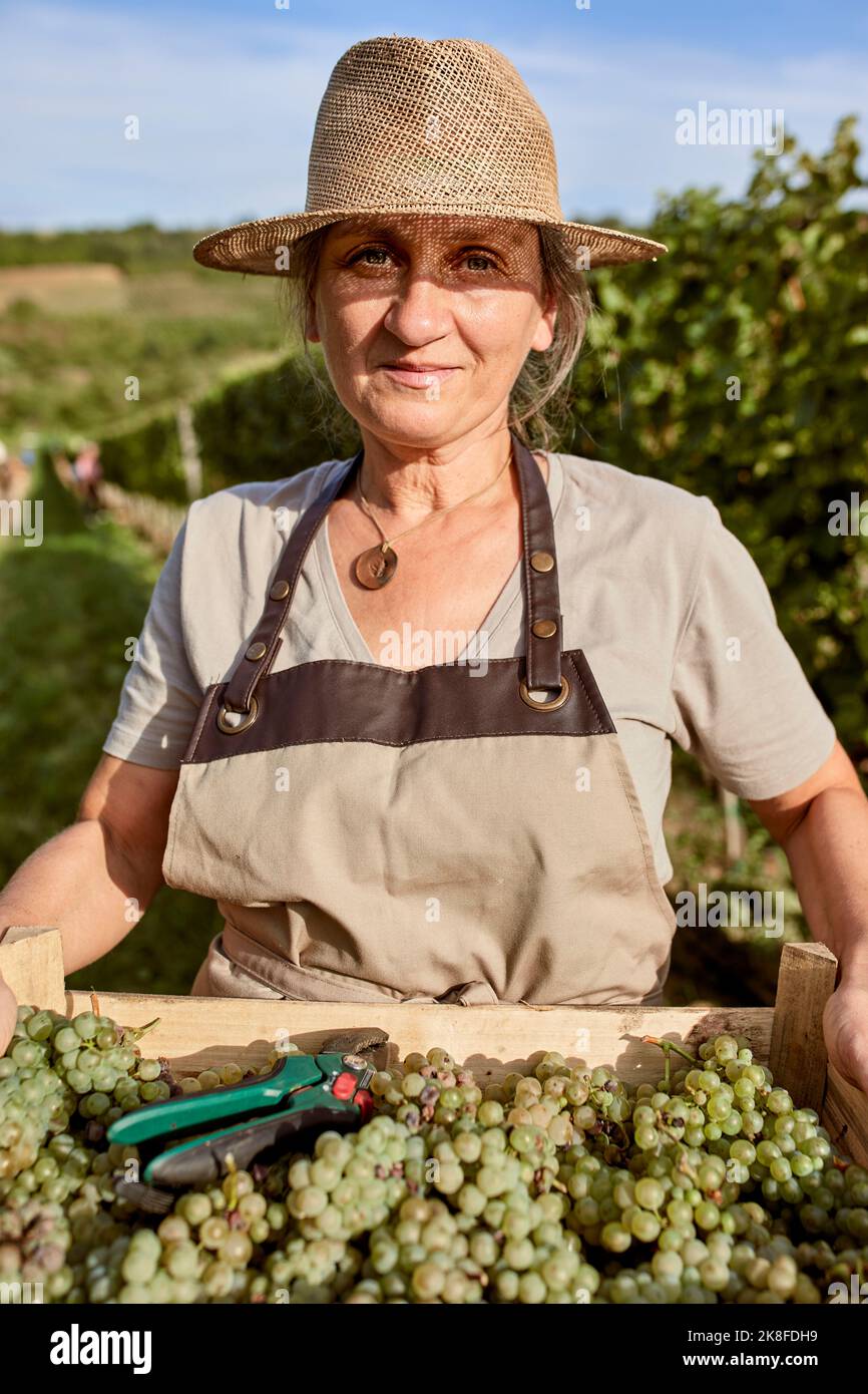 Smiling farmer wearing straw hat with crate of fresh grapes in vineyard ...