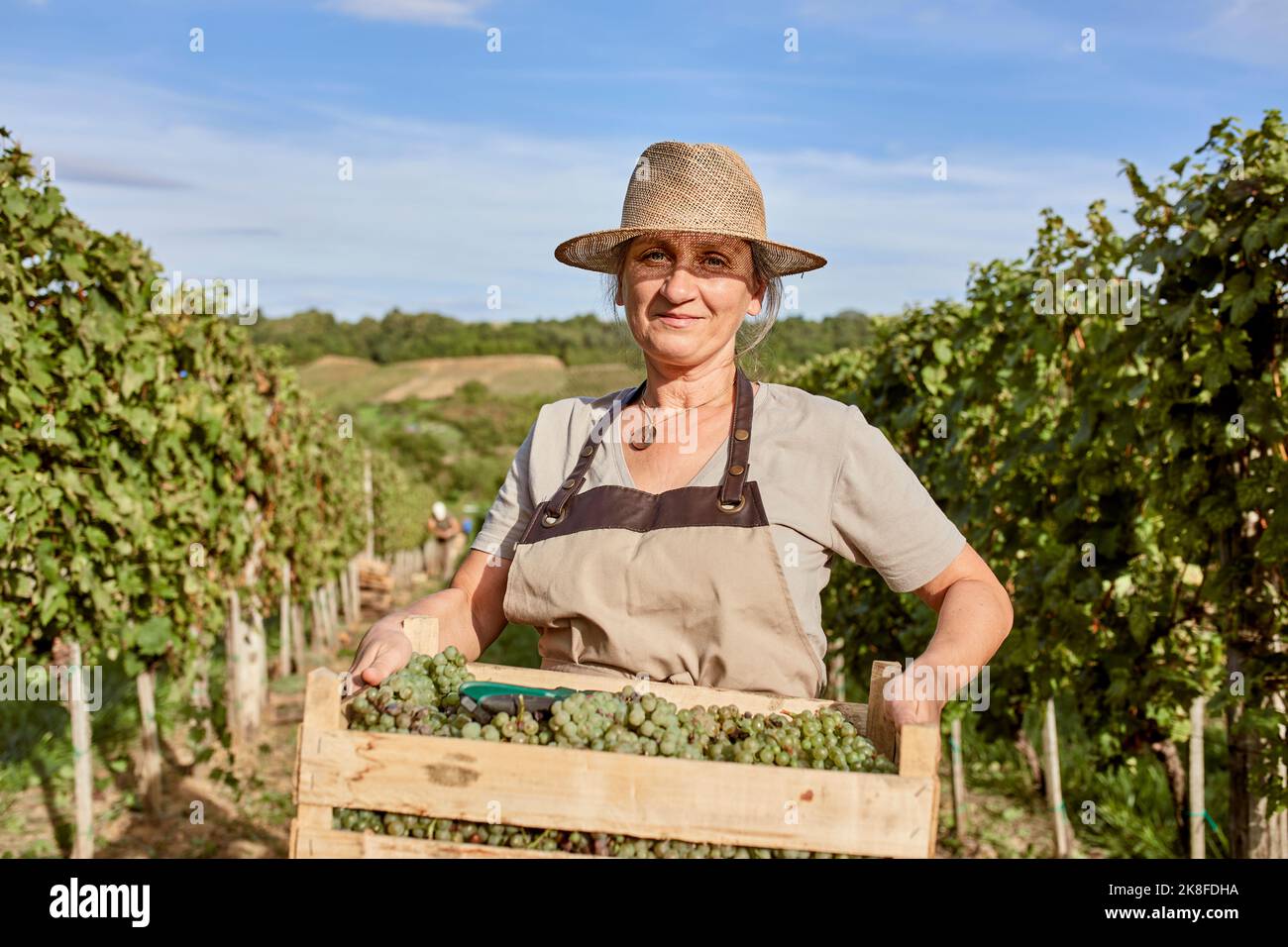 Smiling mature farmer wearing straw hat holding crate of fresh grapes ...