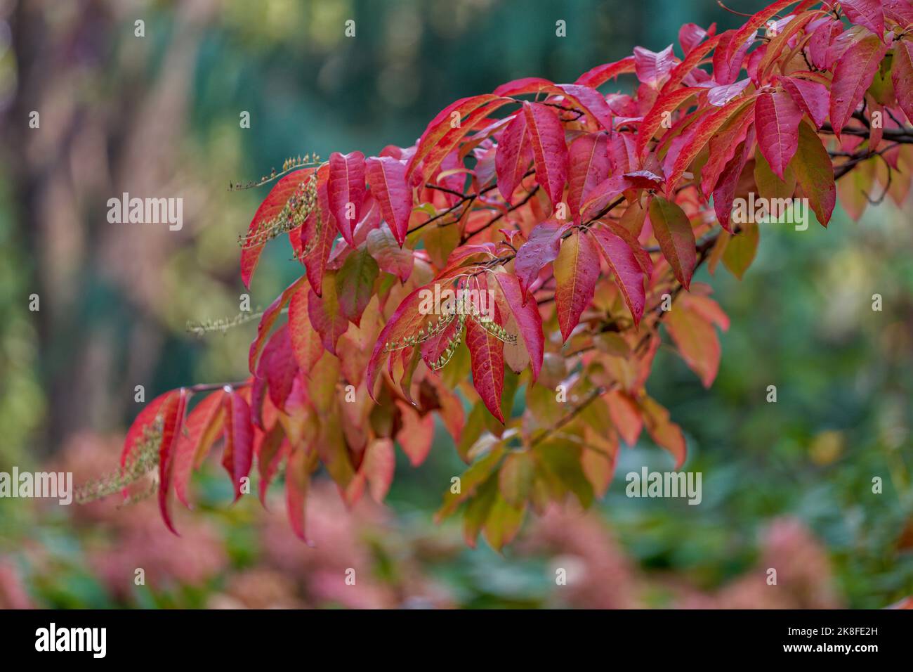 Oxydendrum arboreum, the sourwood or sorrel tree Stock Photo