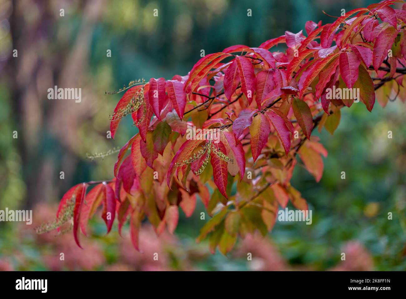 Oxydendrum arboreum, the sourwood or sorrel tree Stock Photo