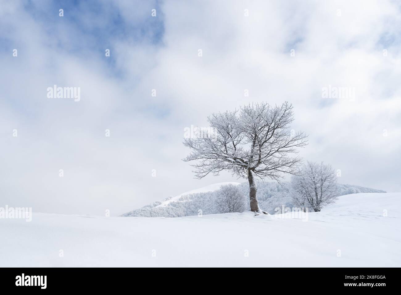 Winter landscape with a tree in the snowy mountains Stock Photo