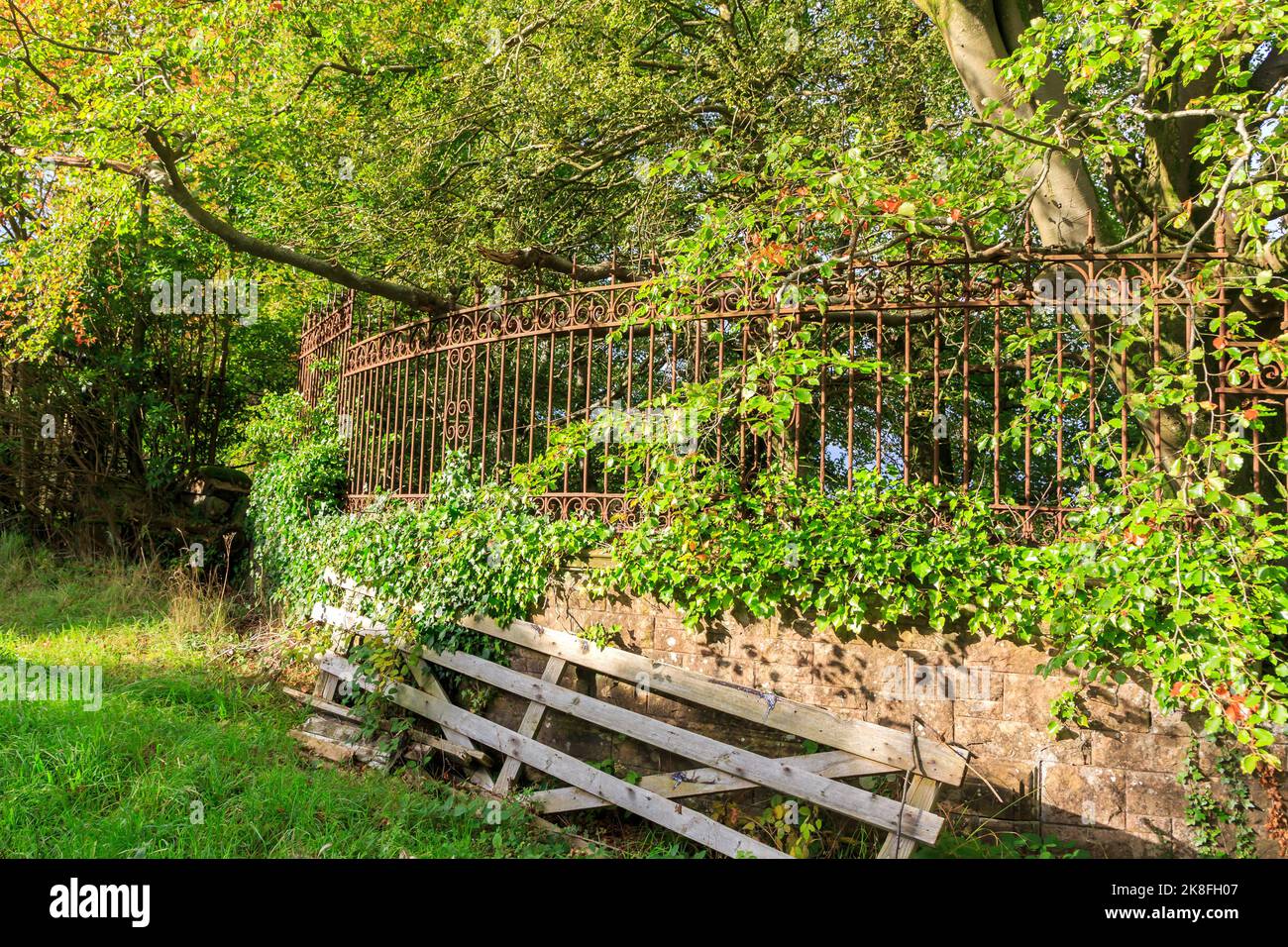 Old rusty wrought iron fence overgrown with Ivy and trees lit by evening sun Stock Photo