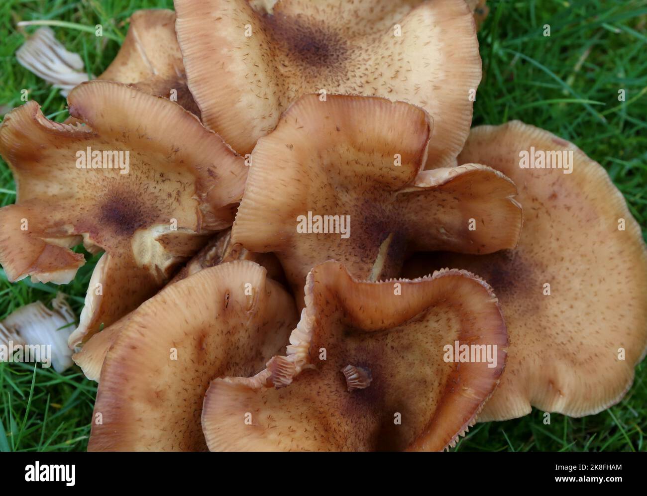 Fungi growing naturally in an English Garden. Stock Photo