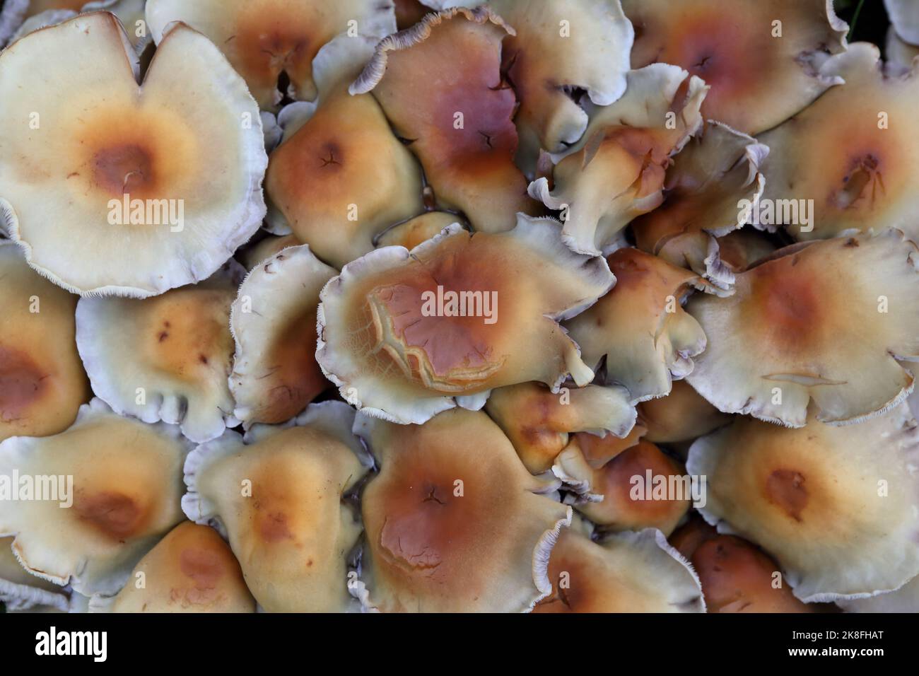 Fungi growing naturally in an English Garden Stock Photo Alamy