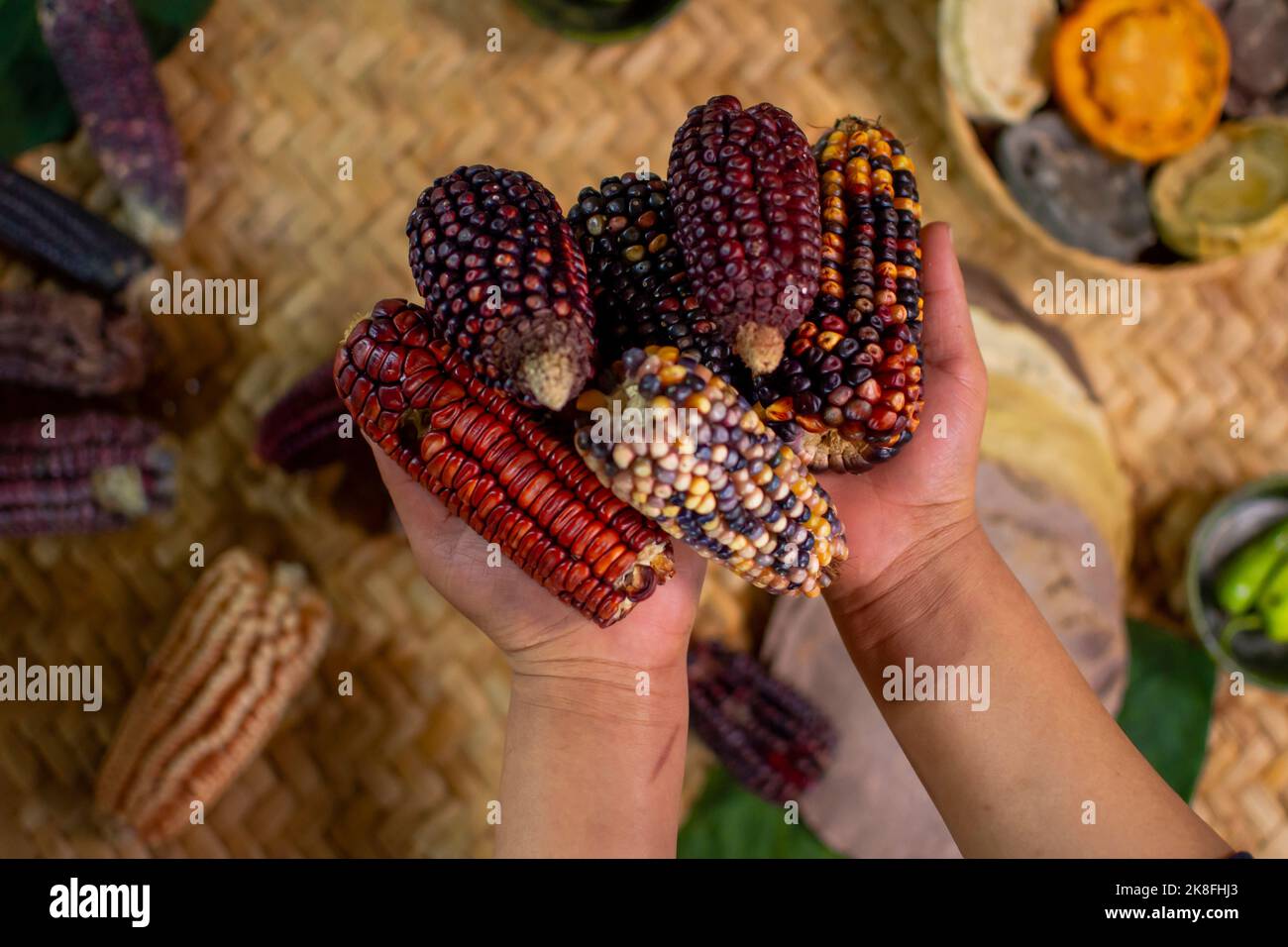 Hands of person holding bunch of Mexican corn cobs Stock Photo