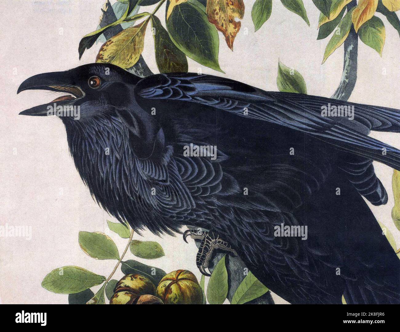 Raven (Corvus corax) from Birds of America by John James Audubon Stock Photo