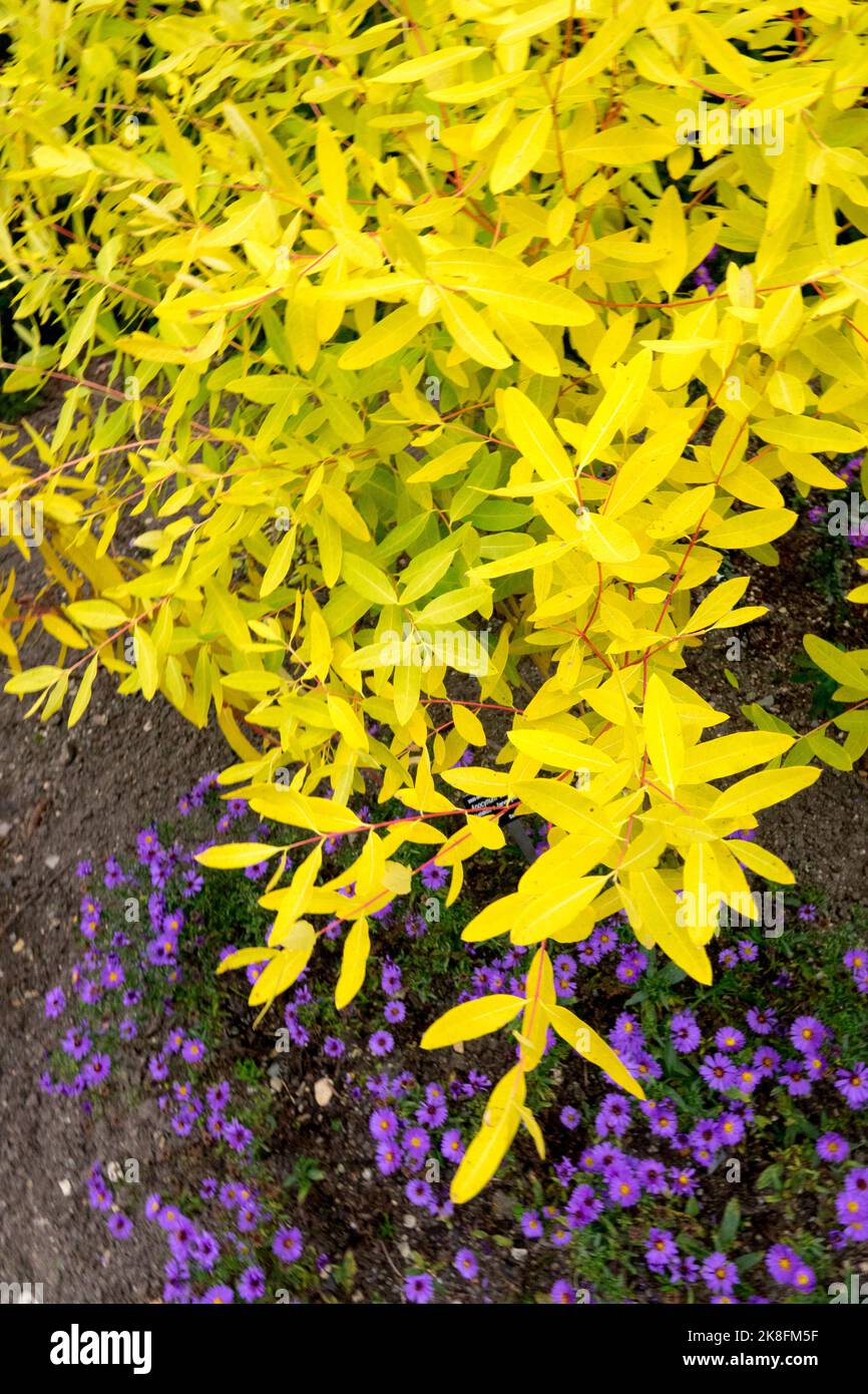 Apocynum cannabinum Autumn, Indian Hemp, Dogbane, Autumnal, Foliage, Yellow Leaves in Garden Purple Asters Stock Photo