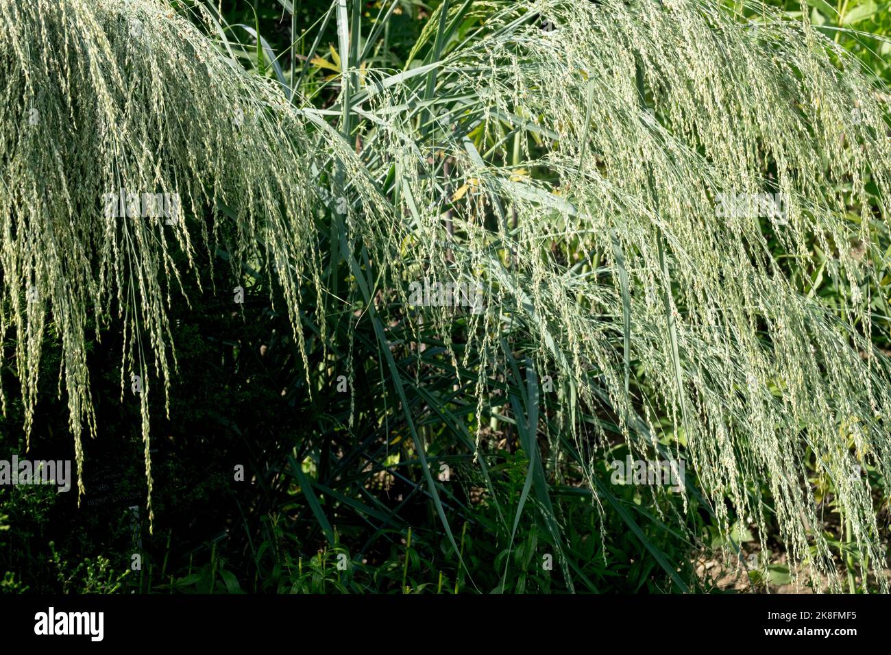 Panicum amarum 'Dewey Blue' Panicum Switchgrass smooth, blue-tinted grass, silver blue colour, and graceful fountain habit plant Stock Photo