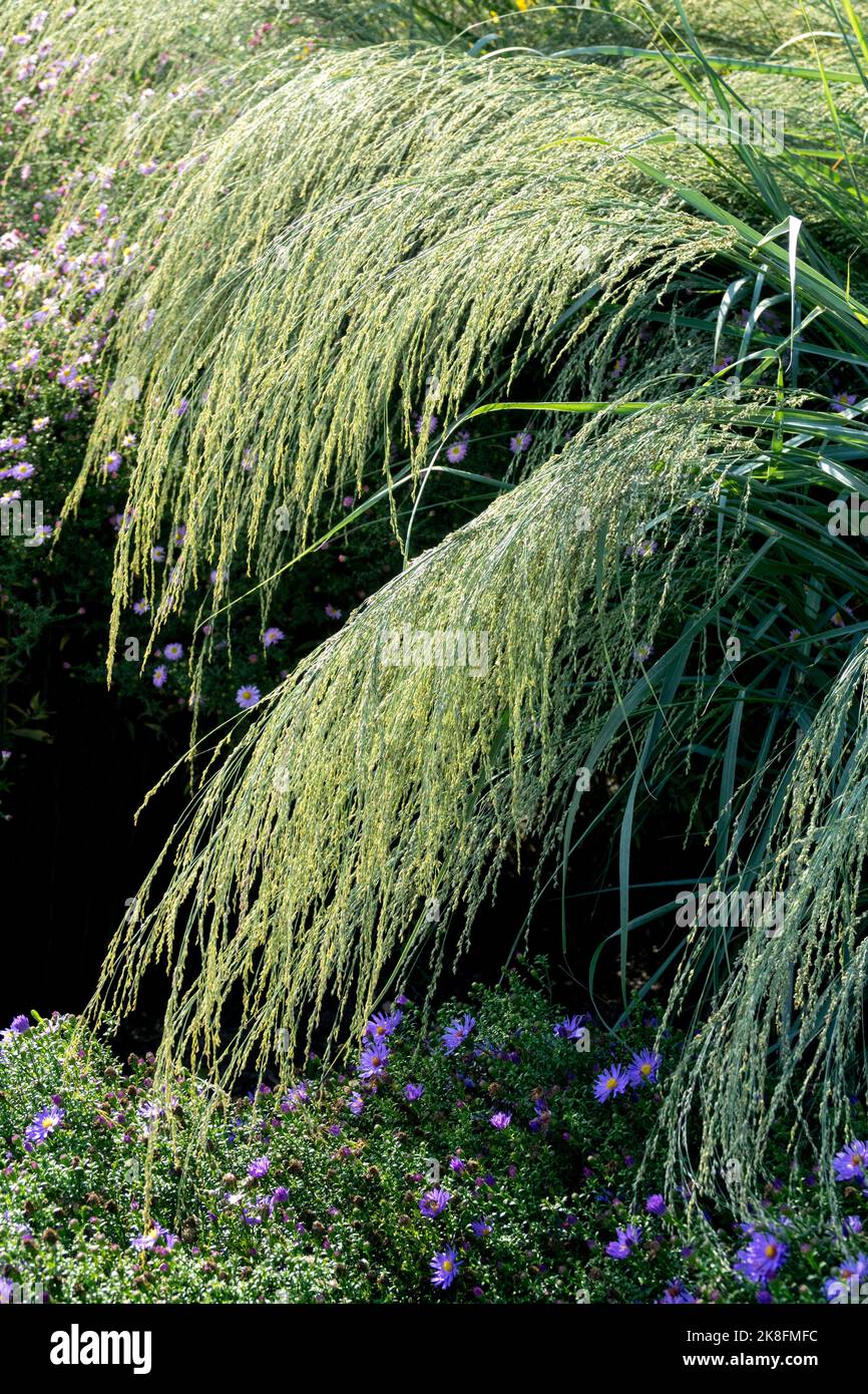 Panicum amarum 'Dewey Blue' Panicum Switch grass smooth, blue-tinted grass, Herbaceous, Garden, Grass, Perennial, Plant, Border asters Stock Photo