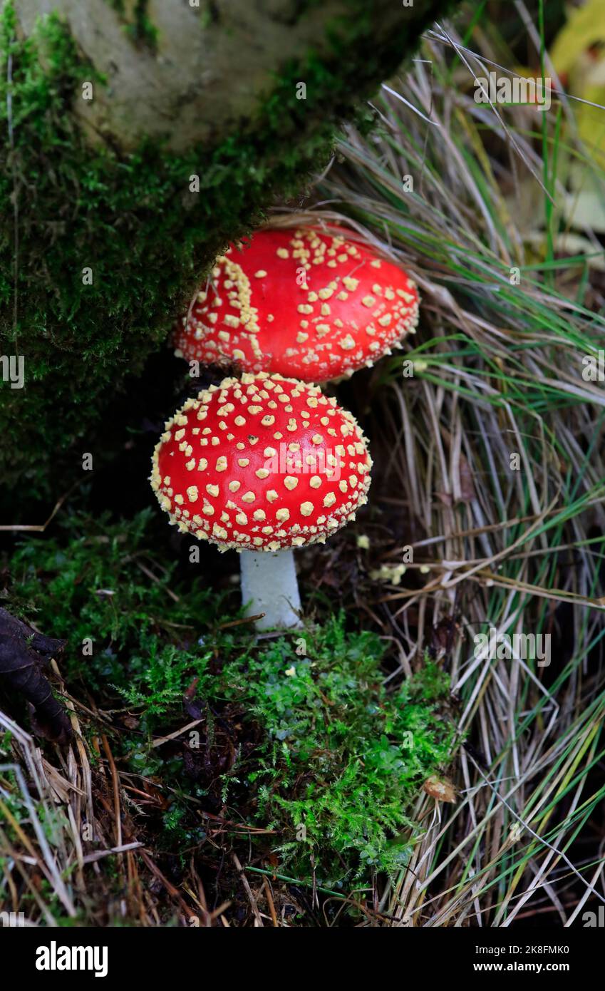 Fly agaric mushrooms (Amanita muscaria) growing on forest floor Stock Photo
