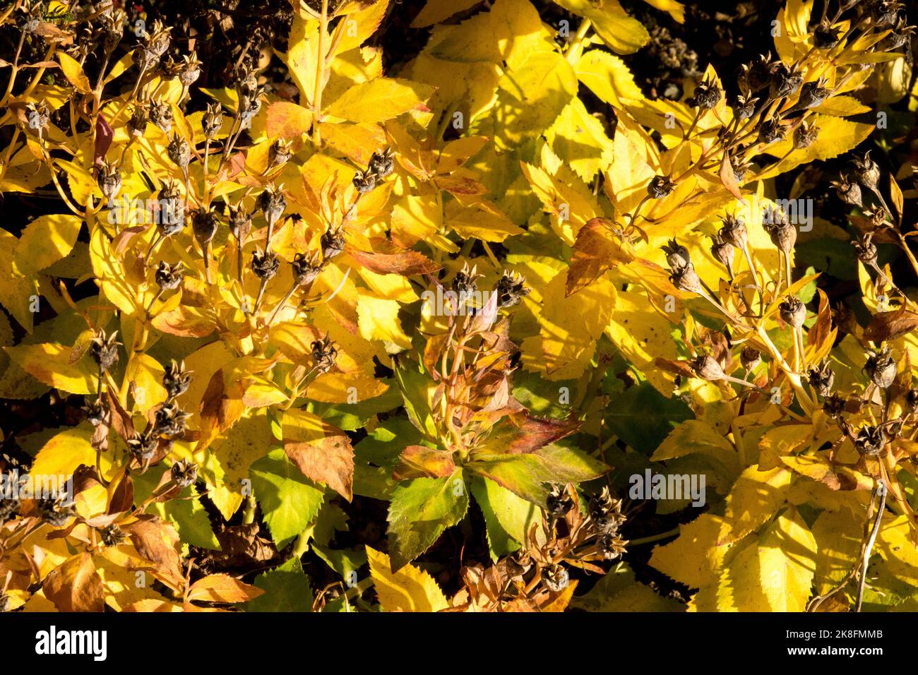 Platycodon Autumn, Platycodon grandiflorus, Balloon flower, Yellow, Leaves, Autumnal, Foliage, Plant Platycodon 'Sentimental Blue' Bellflower Stock Photo
