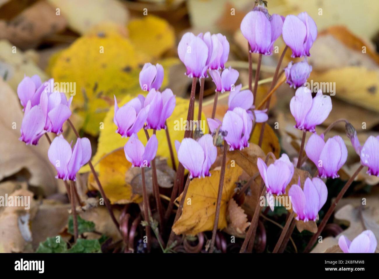 Autumn Flowers Cyclamen hederifolium, the ivy-leaved cyclamen or sowbread Stock Photo