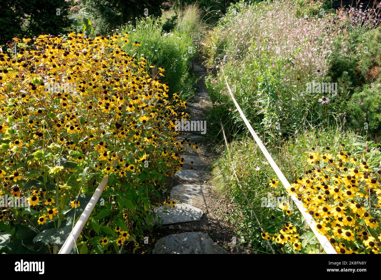 Rudbeckia 'Triloba', Lined, Path, Garden, Overgrown, Pathway, Rudbeckia Triloba, Brown-eyed Susan, Rudbeckia Stock Photo