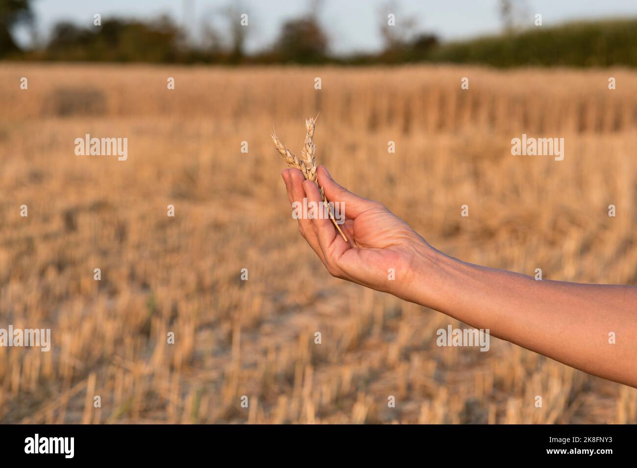 Hand of senior woman holding ear of wheat in field Stock Photo