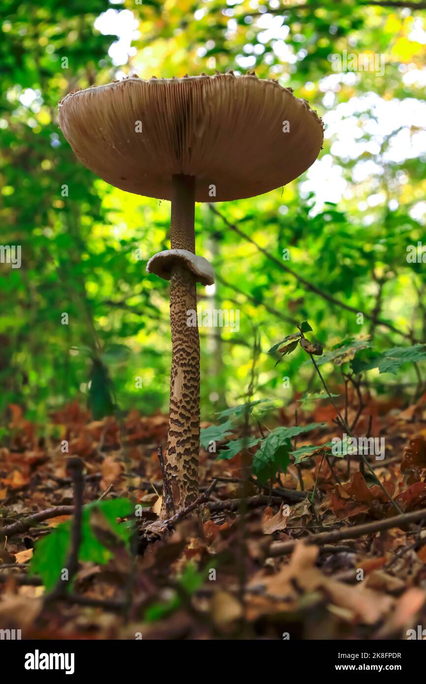Parasol mushroom (Macrolepiota procera) growing on forest floor Stock