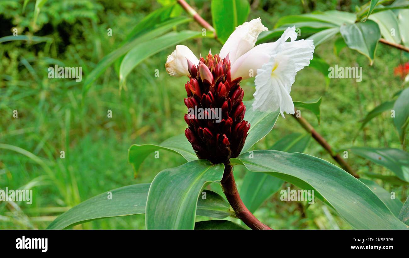 Beautiful flowers of Cheilocostus speciosus also known as Cane reed, Malay, Spiral, Wild Ginger, Crepe ginger, Costus. Ornamental and medicinal plant. Stock Photo