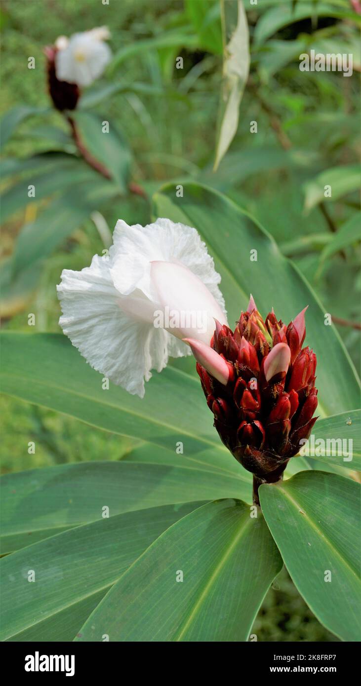 Beautiful flowers of Cheilocostus speciosus also known as Cane reed, Malay, Spiral, Wild Ginger, Crepe ginger, Costus. Ornamental and medicinal plant. Stock Photo