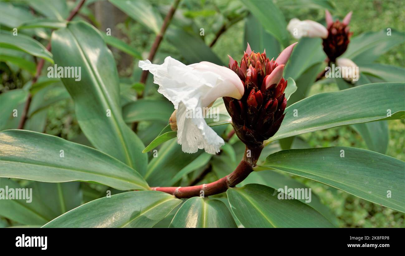 Beautiful flowers of Cheilocostus speciosus also known as Cane reed ...