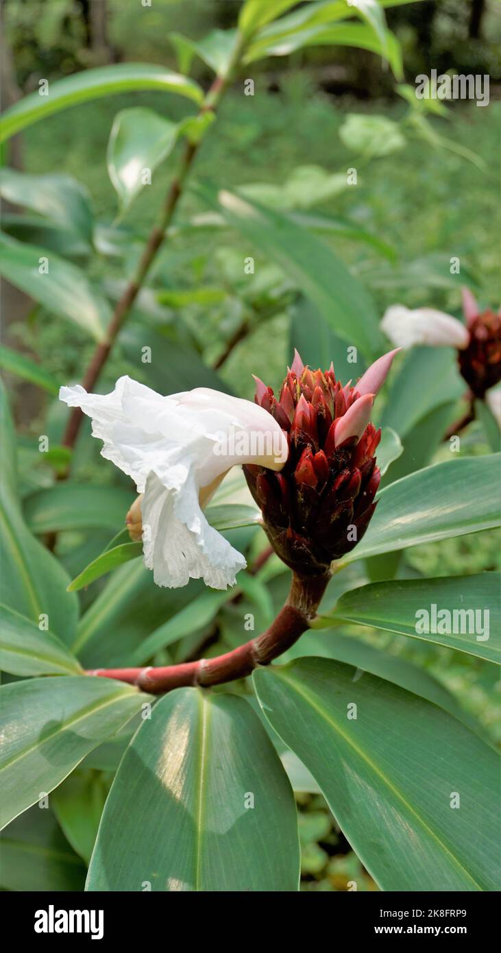 Beautiful flowers of Cheilocostus speciosus also known as Cane reed ...