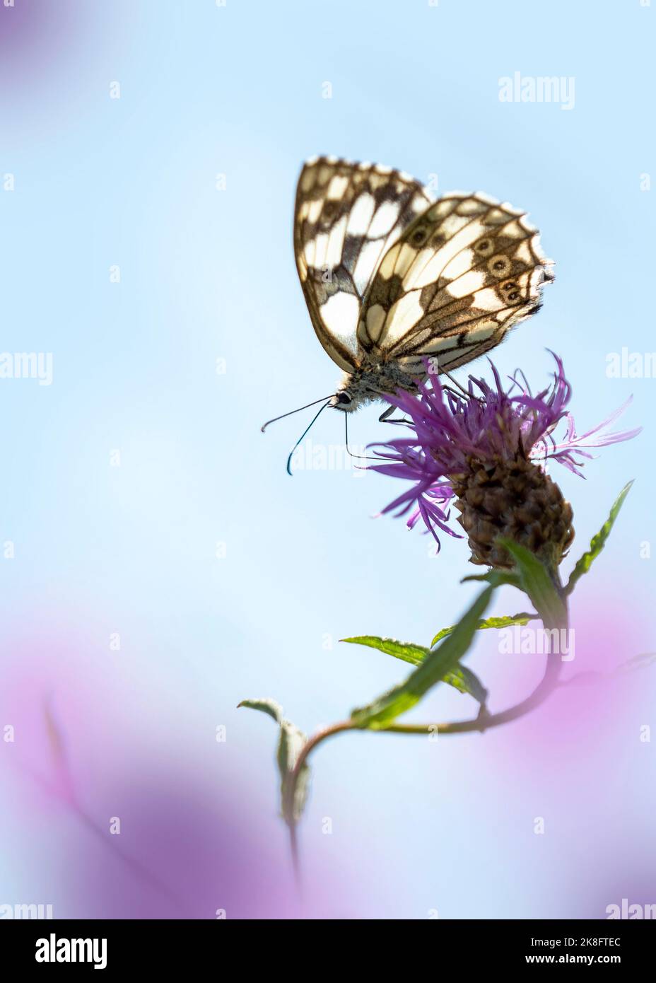 Marbled white (Melanargia galathea) perching on wildflower Stock Photo