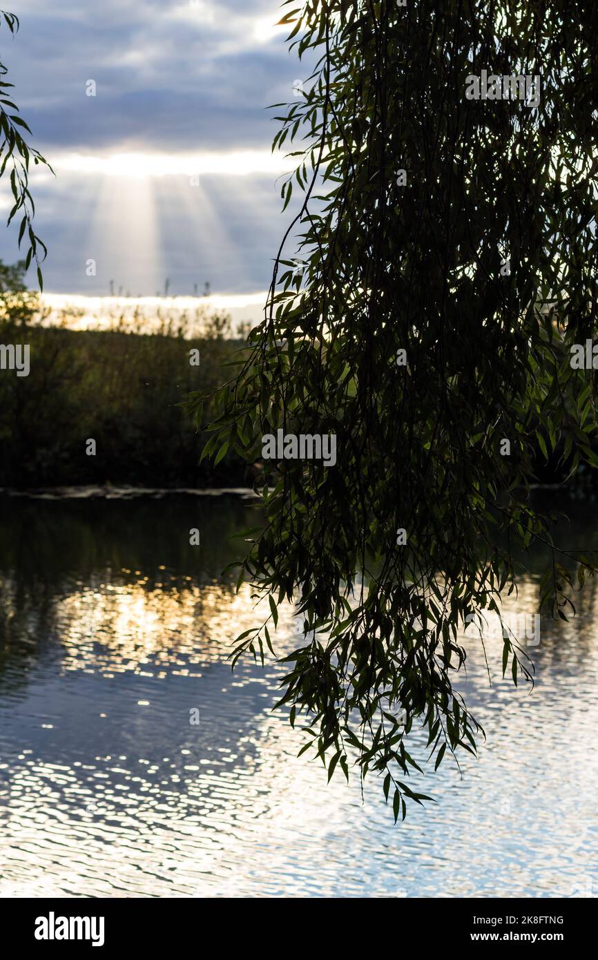 Hanging willow branches over the water surface of the river, vertical ...