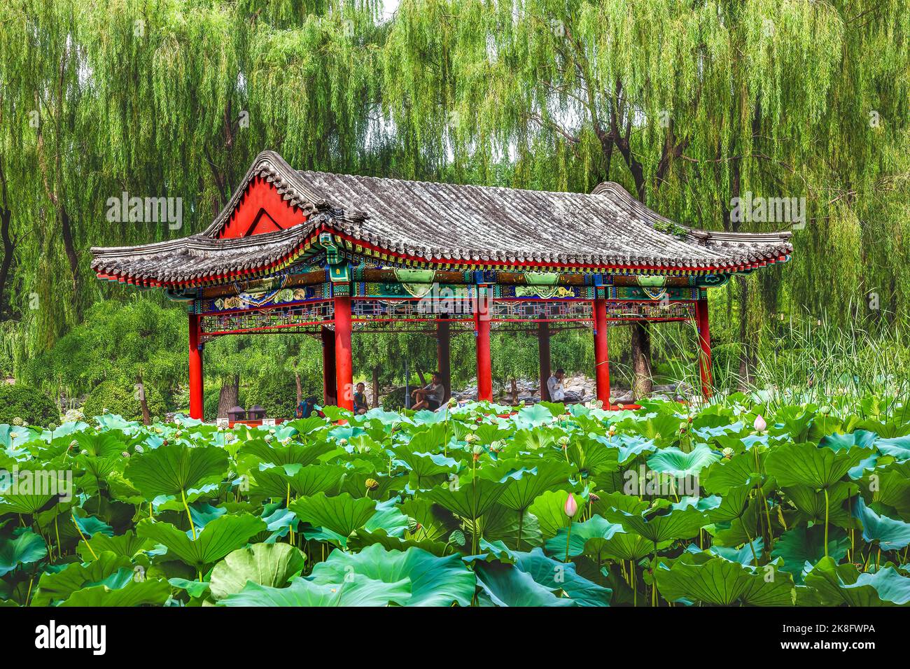 Red Pavilion Lotus Garden Temple of Sun Ritan City Park, Beijing China Willow Green Trees Stock Photo