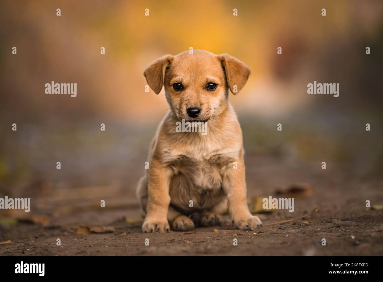 Beautiful happy reddish orange havanese Portrait cute puppy dog is