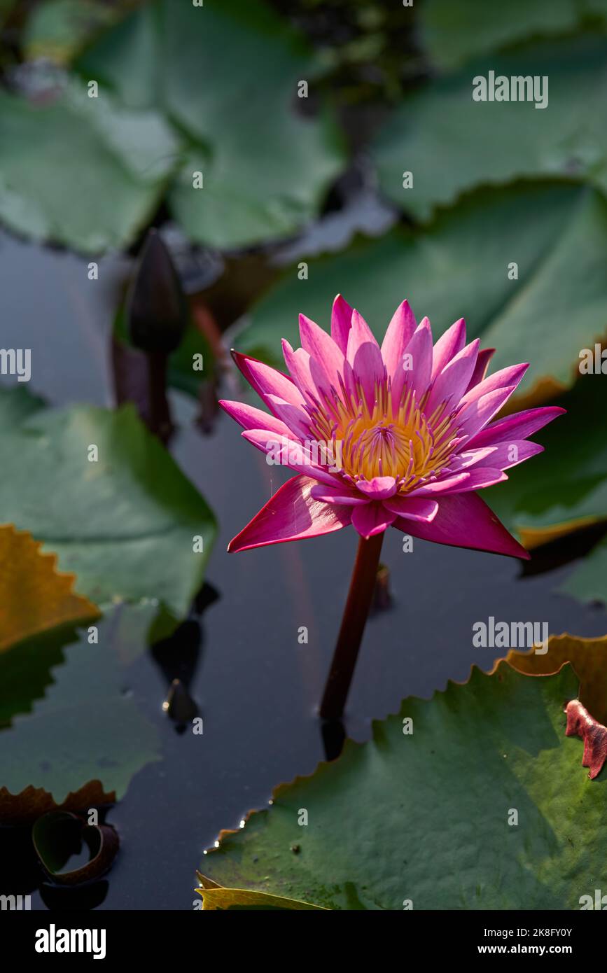 Pink water lily in the pond Stock Photo