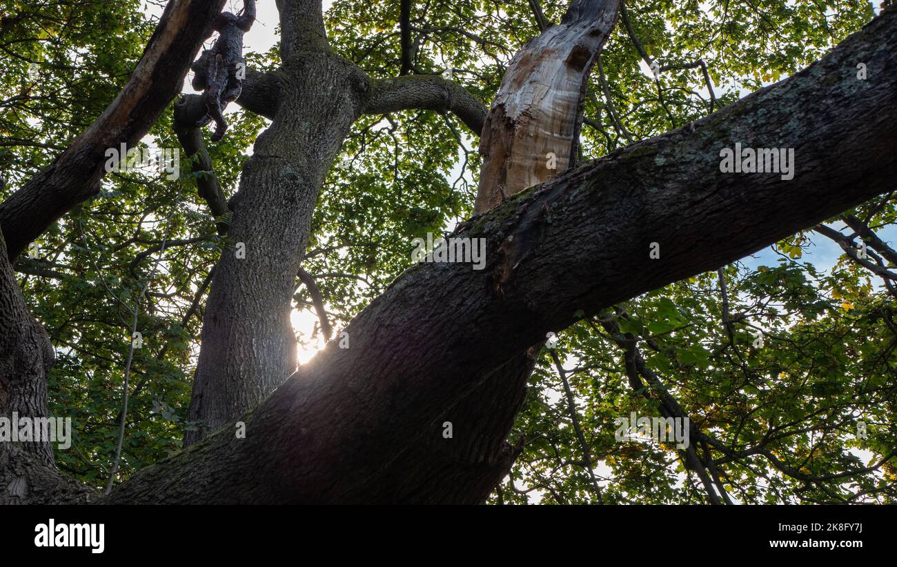A wooden monkey sculpture sits in a tree as part of an animal trail in